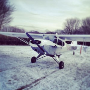 Auster in snow